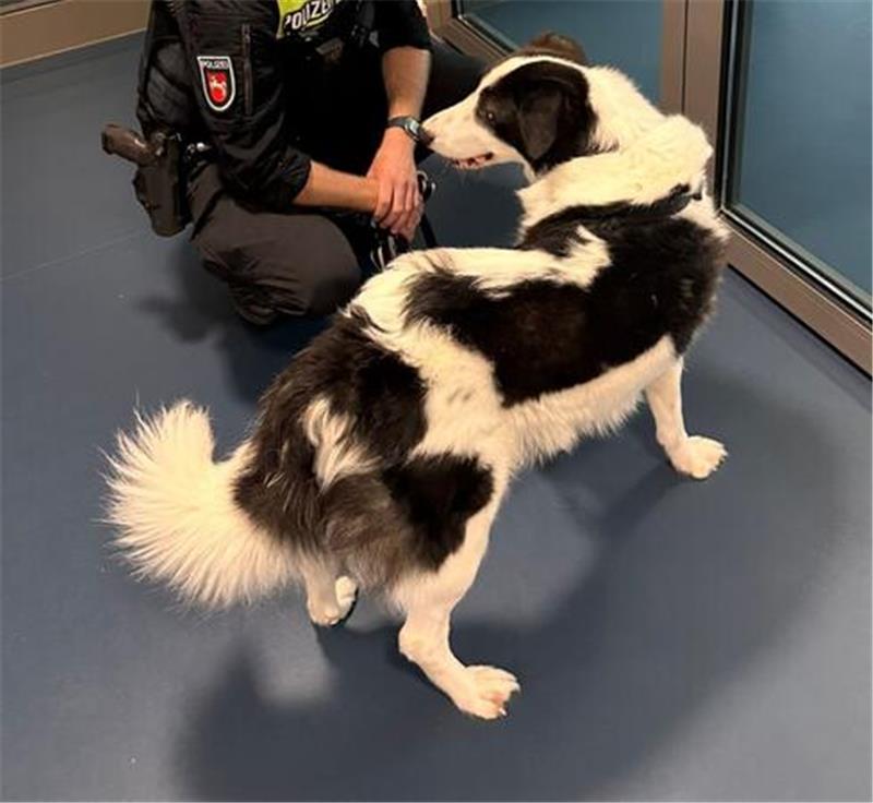 Polizisten brachten den Hund schließlich ins Tierheim.