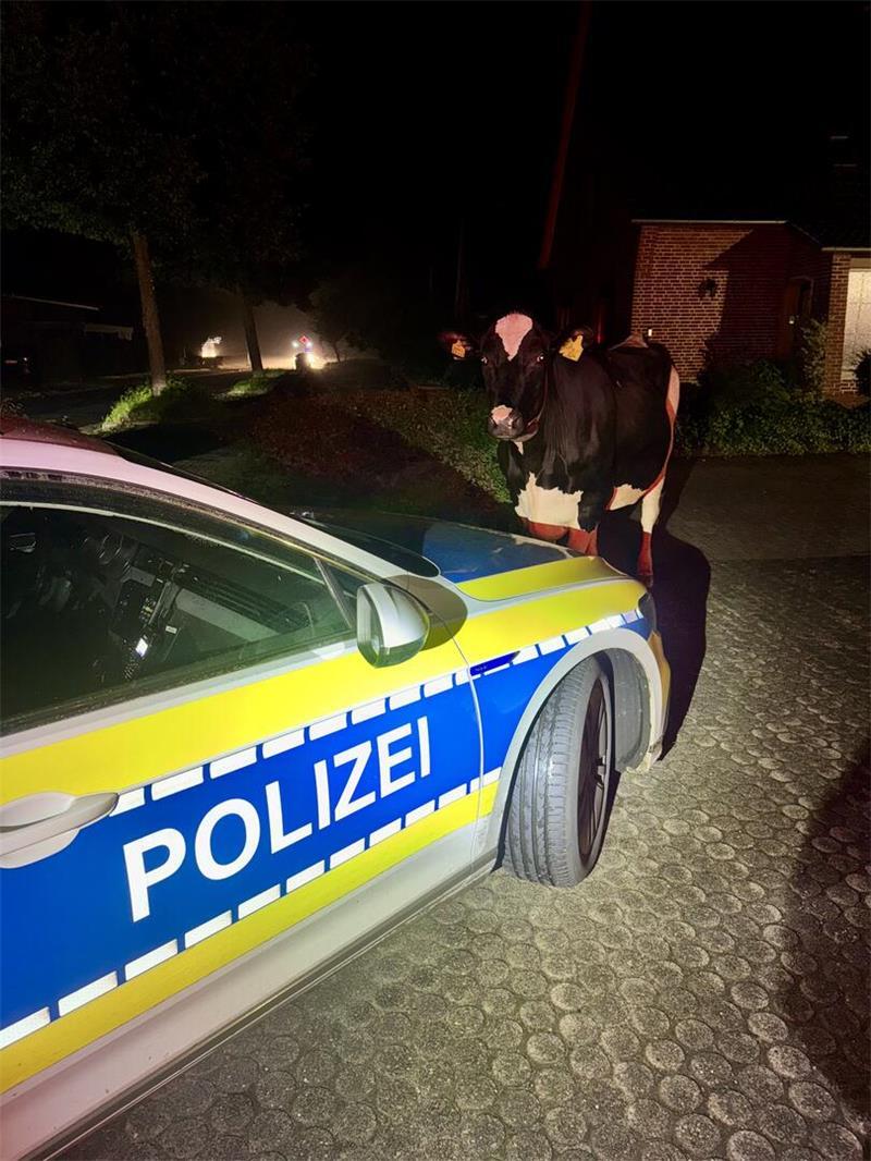 Polizisten entdeckten in Hammah eine umherstreunende Kuh.