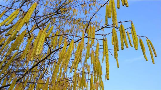 Pollen sind die häufigsten Auslöser allergischer Atemwegserkrankungen.