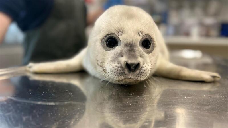 Seehundbaby Fussel: Warum wir schuld an diesen Schicksalen sind Heuler Popcorn liegt auf dem Boden.