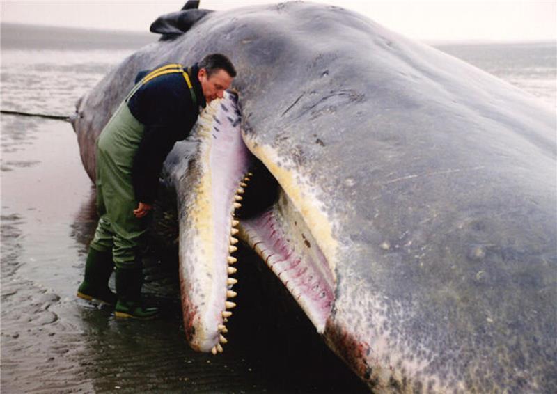Pottwalstrandung 1997 vor Sahlenburg: Ein rund 13 Meter langes Tier liegt im Watt und wird von Experten untersucht.