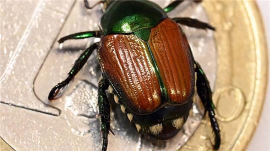 Präparierter Japankäfer (Popillia japonica)