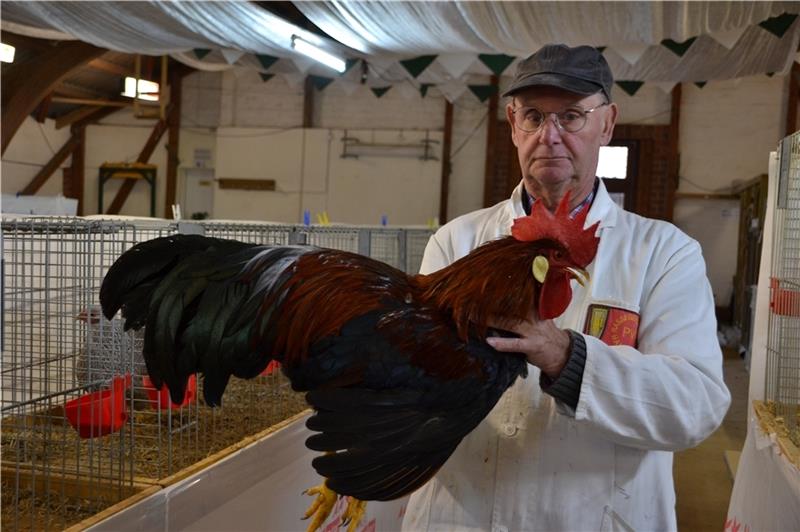 Was macht den Hahn zum Top-Model? Preisrichter Hans-Hermann Meyer aus Cuxhaven begutachtet einen stolzen Italiener-Hahn. Foto: Helfferich