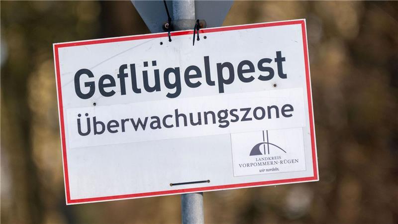 Vogelgrippe breitet sich aus - Agrarminister beraten Pro getötetem Tier können Tierhalterinnen und Tierhalter bis zu 50 Euro erhalten. (Symbolbild)