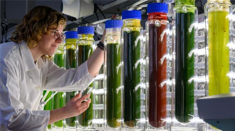 Projekt „AlgaeHub“: Labor für Algenkultivierung der Hochschule Anhalt.