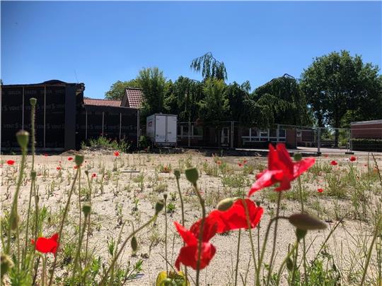 Provisorische Wand an der Grundschule Hammah und ein freier Platz für den Neubau: Zur Debatte steht, ob an der Grundschule nun aber erst der Altbau saniert wird. Foto: Klempow