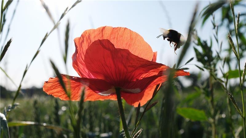 Sommeranfang: Deutschland schwitzt bei bis zu 37 Grad Pünktlich zum kalendarischen Sommeranfang an diesem Samstag steht Deutschland ein heißes Wochenende bevor.