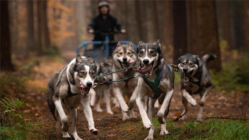 Mit Huskys auf Abenteuer-Tour rund um Engelschoff Pure Energie: Das Husky-Gespann von Alexandra Augsten. Die Hunde lieben es zu rennen.