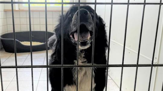 Pure Freude in den Augen des Berner Sennen-Mischling Balou - er kann es kaum erwarten, dass sich die Tür öffnet. 
