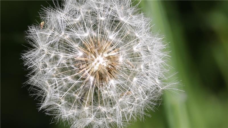 Pusteblume