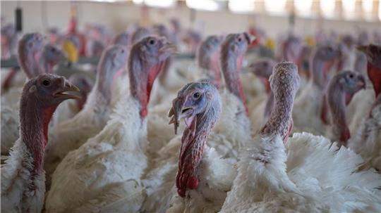 Vogelgrippe: Wie ist die aktuelle Lage in Niedersachsen? Puten sind nach Angaben des niedersächsischen Agrarministeriums besonders von der Vogelgrippe betroffen. (Archivbild)