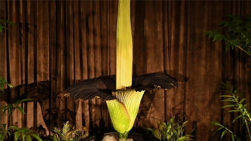 Fans feiern „Putricia“: Seltene Stinke-Blume in Sydney blüht „Putricia“ ist riesig - und stinkt gewaltig.