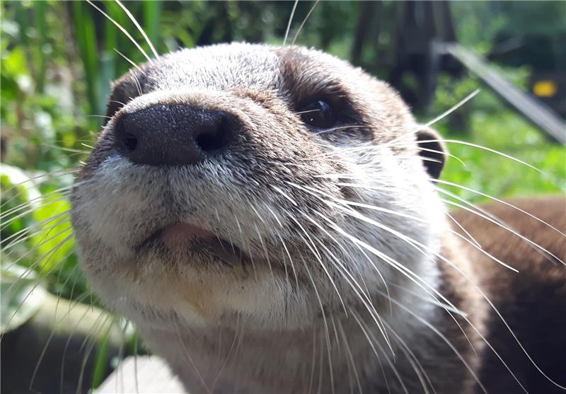 Putzmunter sind die Zwergotter im Küsten-Zoo des Natureum. Was sie, die Esel, Schafe, Ziegen oder Meerschweinchen nachts so treiben, ist Thema eines Geschichtenwettbewerbs für Schüler.