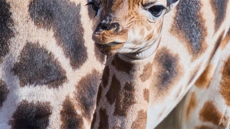 „Sehr agil und aufgeweckt“ - Schwerin begrüßt Giraffenbaby Putzmunter steht das Giraffenbaby neben seiner Mutter.