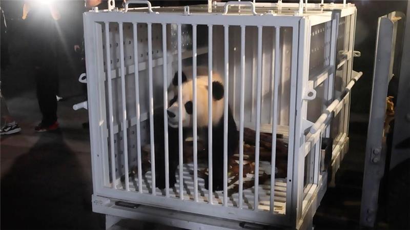 „Panda-Diplomatie“: Washington begrüßt chinesische Bären Qing Bao