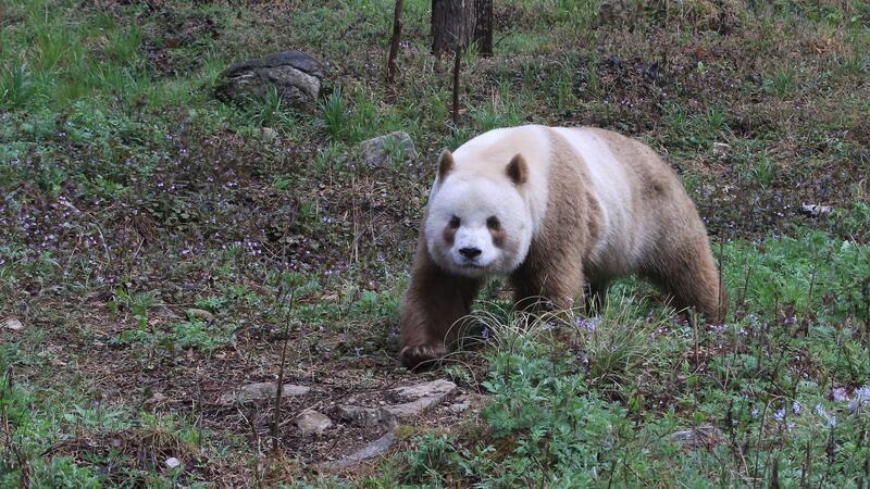 Seltene Laune der Natur: Ein Panda im Kakao-Look Qizai ist der einzige braune Panda, der in Gefangenschaft lebt.