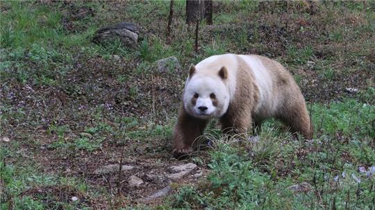 Qizai ist der einzige braune Panda, der in Gefangenschaft lebt.