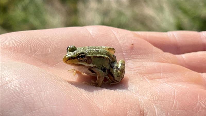 Naturschutz: Spezialmäher hackt Insekten nicht mehr den Kopf ab Quicklebendig: Grasfrosch nach der Mahd.
