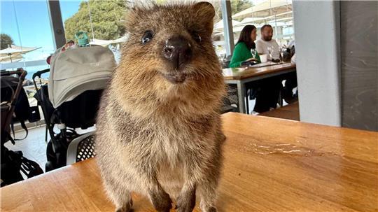 Quokkas gelten wegen ihres „Lächelns“ als die glücklichsten Tiere der Welt.