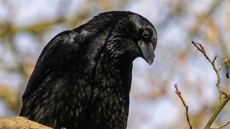 Rabenkrähen sind Spitzenreiter auf der Intelligenzskala.