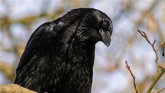 Rabenkrähen sind Spitzenreiter auf der Intelligenzskala.