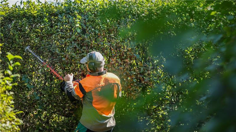 Radikale Heckenschnitte sind verboten. (Archivbild)