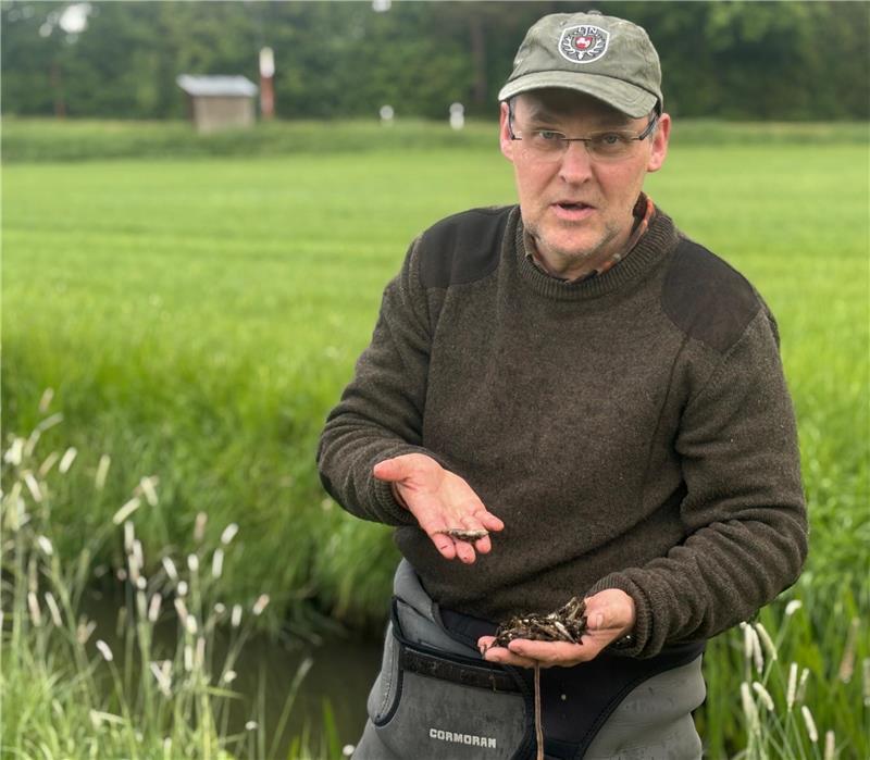 Giftige Stoffe aus dem Klärwerk: Zehntausende tote Fische in der Aue Ralf Gerken, Fachmann des Niedersächsischen Anglerverbands, zeigt tote Stichlinge.