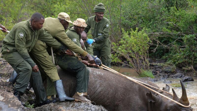Ranger des Kenya Wildlife Service und ein Fangteam ziehen ein betäubtes Spitzmaulnashorn aus dem Wasser im Nairobi-Nationalpark.