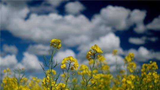 Raps blüht auf einem Feld in Nordsachsen.