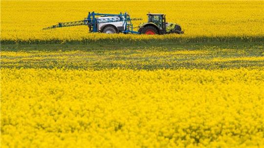 Raps ist die wichtigste heimische Ölpflanze.