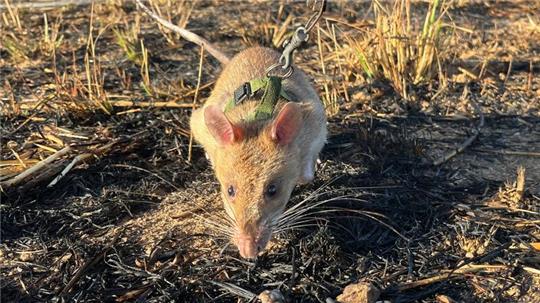 Ratte Baraka wittert auf einem Minenfeld nach vergrabenem Sprengstoff.