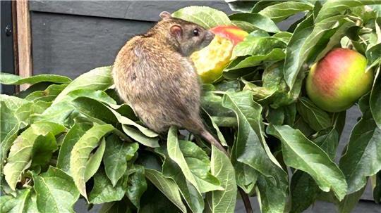 Ratte auf einem Baum. Anwohner im Viertel ernten die Äpfel, um die Tiere loszuwerden.