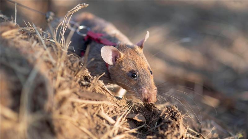Ratten sind hervorragende Schnüffler.