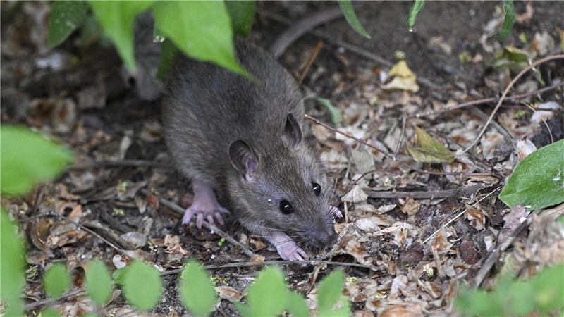 Rattenproblem? Wie man Ratten gar nicht erst anlockt – und was im Ernstfall hilft.