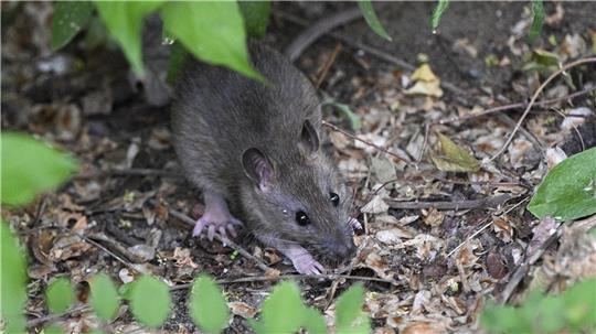 Rattenproblem? Wie man Ratten gar nicht erst anlockt – und was im Ernstfall hilft.