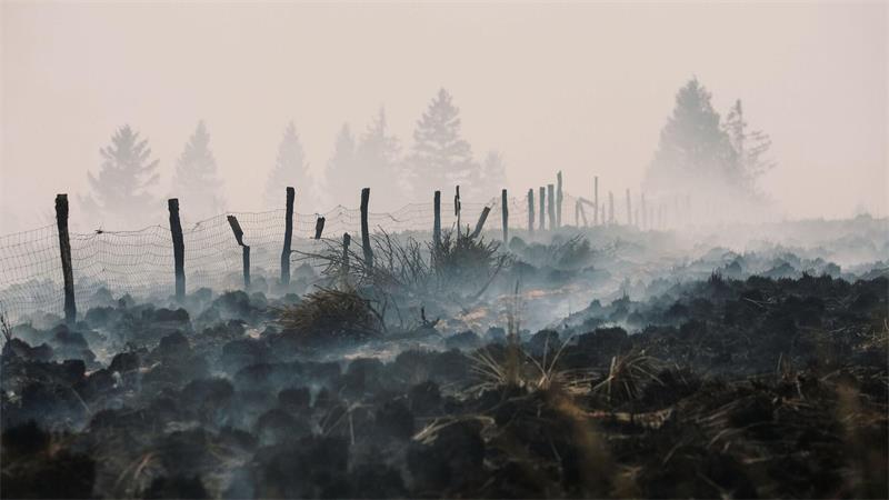 Rauch steigt von einem verkohlten Feld bei Waimes in Belgien auf.