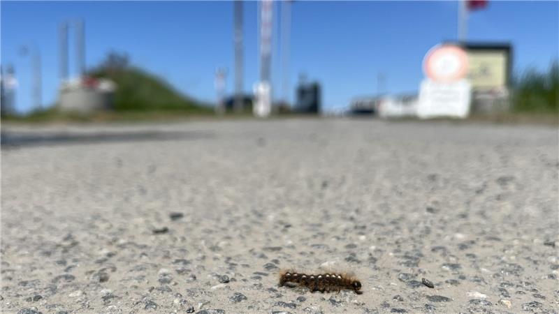 Raupen des Goldafter-Schmetterlings sind aktuell in großer Zahl in Dorum-Neufeld in der Nähe des Leuchtturmdenkmals Obereversand zu finden.