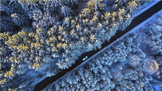 Raureif auf Nadelwald