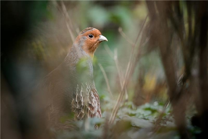 Rebhühner vom Aussterben bedroht: Kutenholzer retten sie mit erfolgreichem Projekt Rebhühner verstecken sich am liebsten in Niederhecken vor Fressfeinden - doch die Landschaft macht es ihnen immer schwerer. Foto: dpa