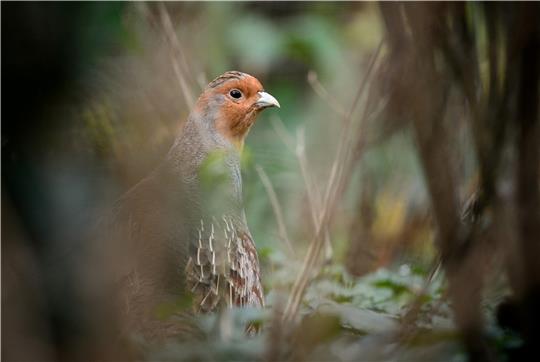 Rebhühner verstecken sich am liebsten in Niederhecken vor Fressfeinden - doch die Landschaft macht es ihnen immer schwerer. Foto: dpa