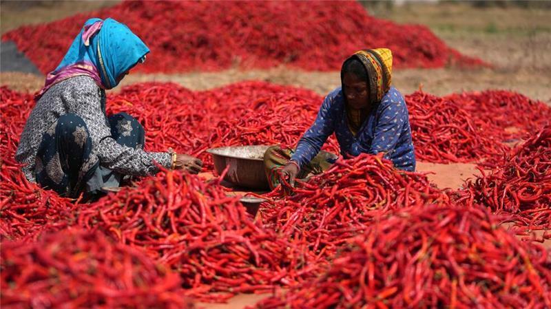 Red Hot Chili Peppers: Frauen entfernen bei der Ernte die Stiele von roten Chilis im Dorf Shertha in Indien.