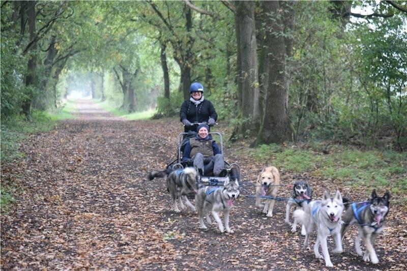 Redakteurin Fenna Weselmann sauste zum ersten Mal mit einem Schlittenhundegespann über Waldwege und durfte sich für ein paar Meter auch mal wie ein Musher fühlen. Fotos: Beneke