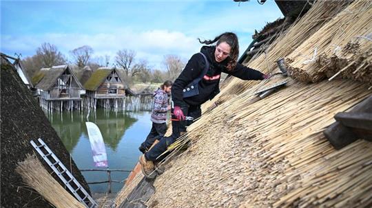 Reetdachdeckerin Moira Memmhardt und Projektleiter Marten Heckmann (l) verarbeiten bündelweise Reet auf einem der Häuser des Pfahlbaumuseums in Unteruhldingen am Bodensee.
