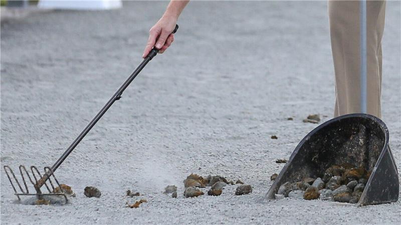 Regelmäßig landen Pferdeäpfel auf der Straße - die beseitigt werden müssen. (Symbolfoto)