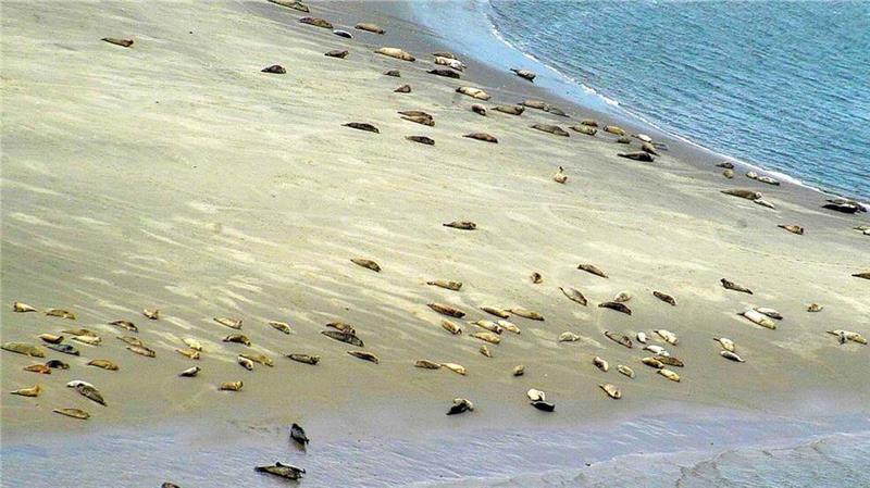 Regelmäßig werden im Wattenmeer Seehunde gezählt. Jetzt liegt das Ergebnis der jüngsten Zählungen vor.
