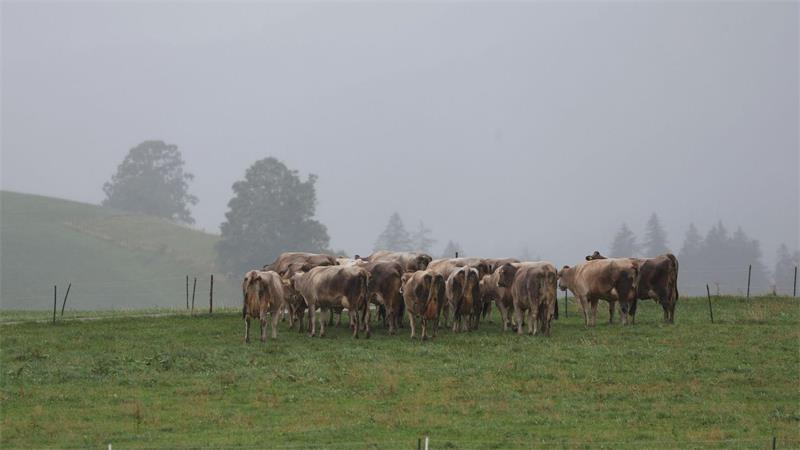 Regen, Gewitter und Sturmböen erwarten die Menschen bis Freitag. (Archivbild)