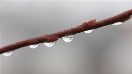 Regentropfen sammeln sich am Zweig eines Strauches. Nasskaltes Nebelwetter herrscht derzeit in Norddeutschland.