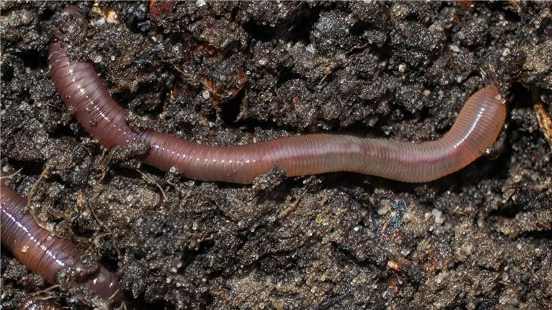 Regenwürmer sind wahre Fressmaschienen. Dabei bewegen und durchlüften sie die Böden.