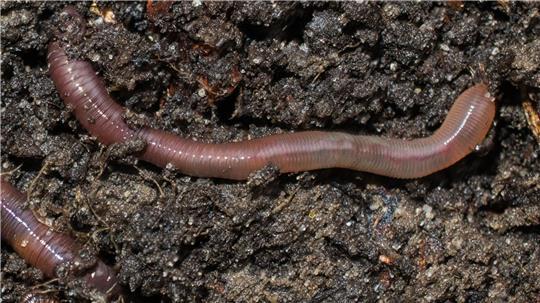 Regenwürmer sind wahre Fressmaschienen. Dabei bewegen und durchlüften sie die Böden.