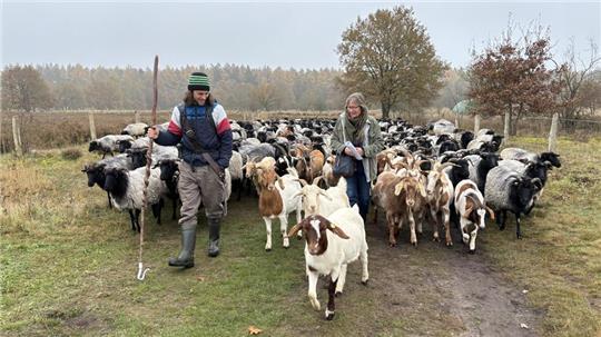 Regina Aumann von der Hansestadt Stade besuchte Heiner Hehmsoth und seine Herde in der Barger Heide.